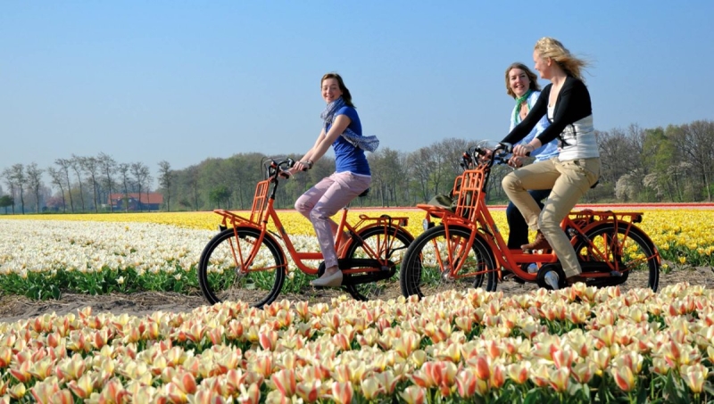 Парк Кёкенхоф: весеннее королевство луковичных цветов в Голландии